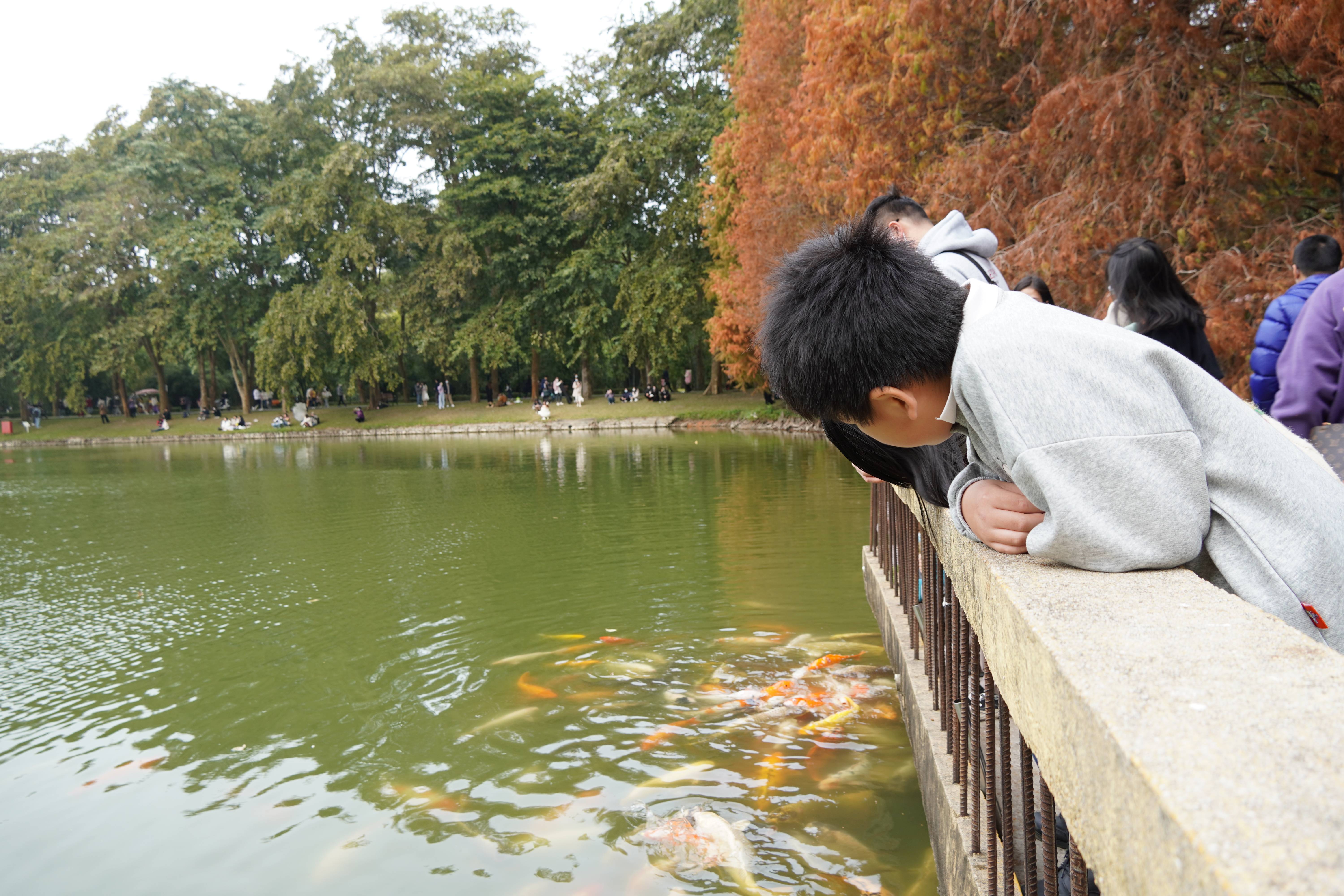 游客們在湖邊觀賞金魚，樂享冬日時光。王雅蝶 攝