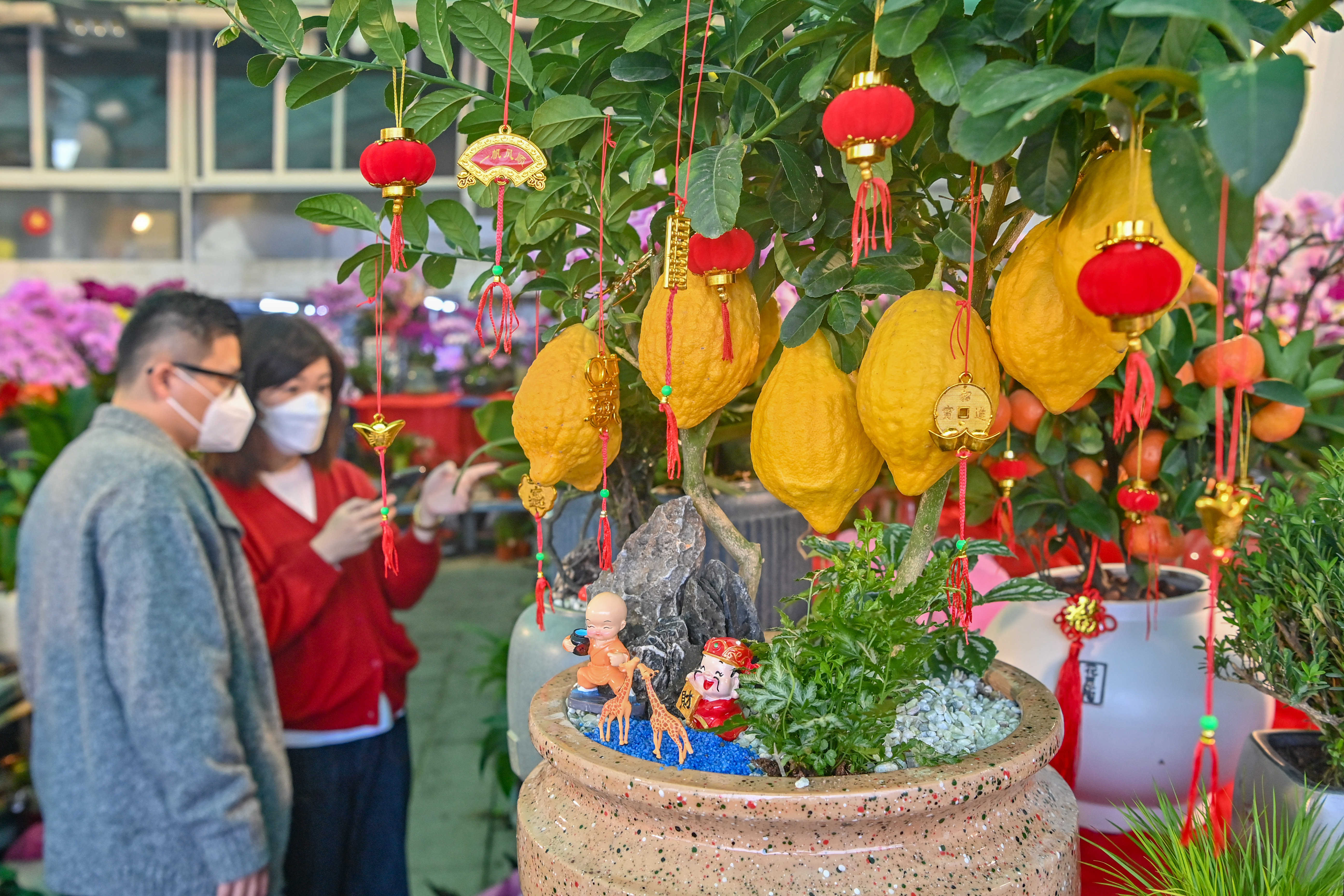 1月13日，在汕頭市汕汾路汕頭花城，金燦燦的檸檬果掛滿枝頭，給人豐收的喜悅。林鵬 攝