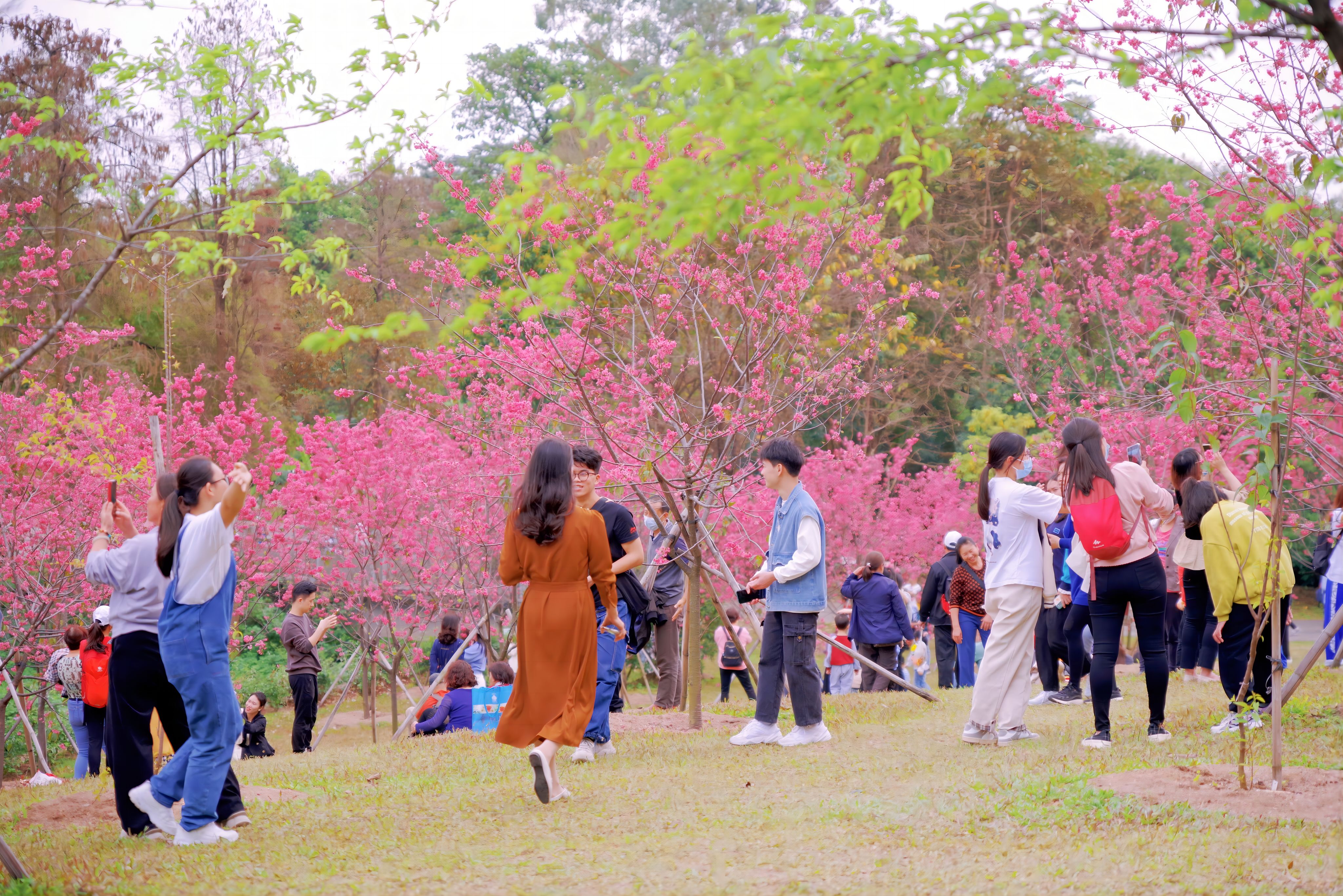 華南國家植物園里，人們感受嶺南花語。黃潔 攝