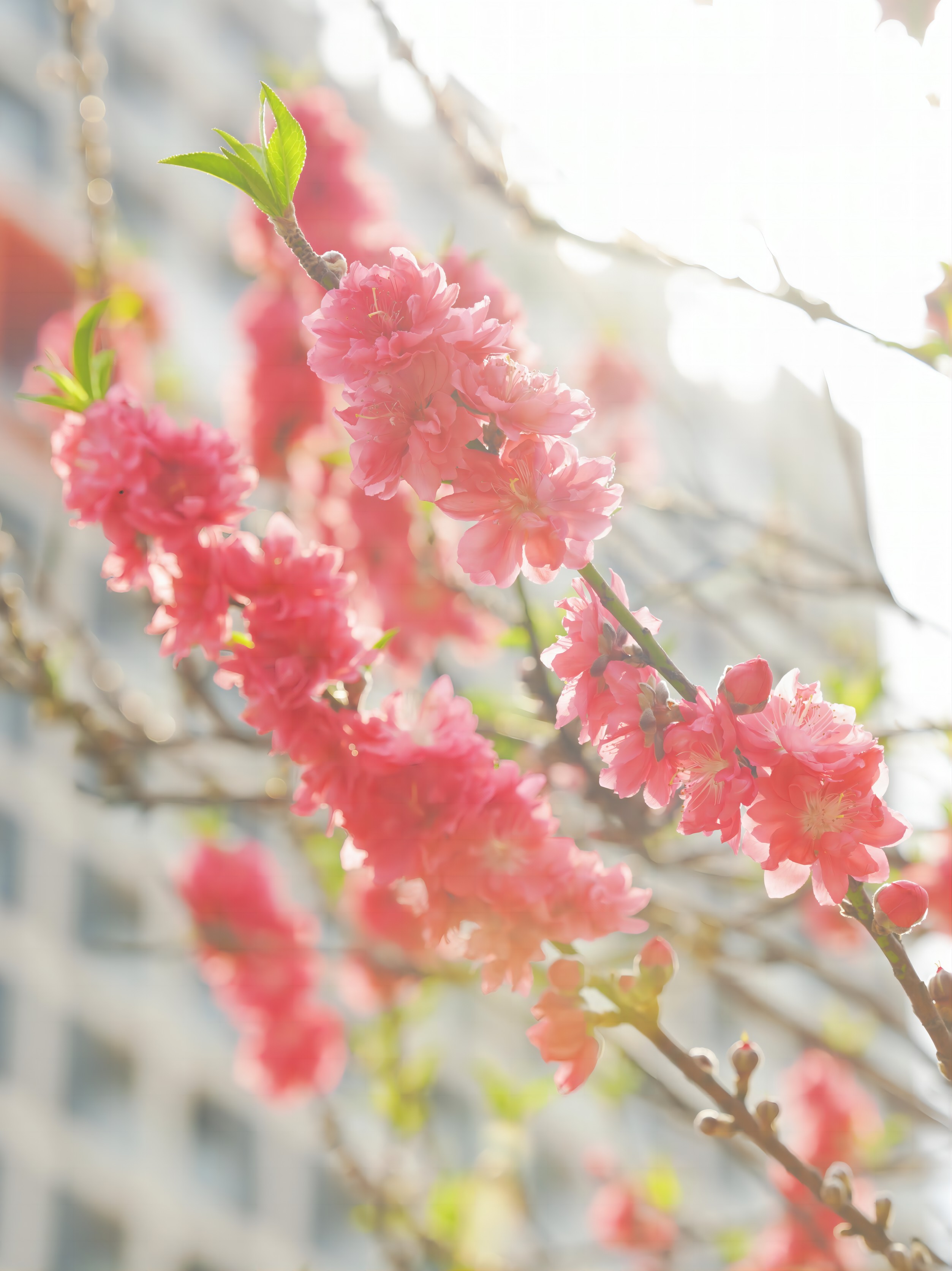 華南理工大學廣州國際校區(qū)里桃花朵朵開。童星如 攝