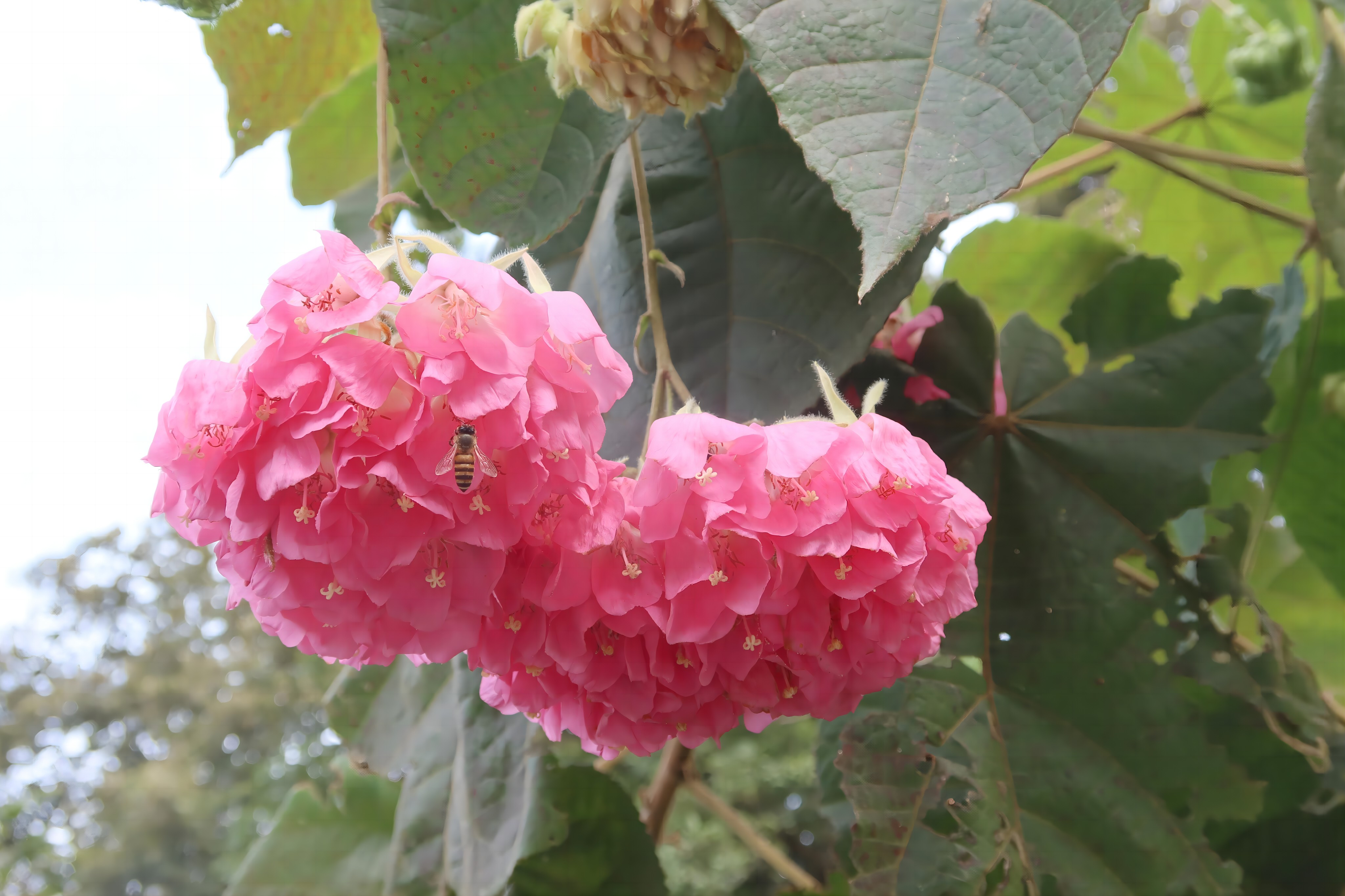 華南國(guó)家植物園里，非洲芙蓉吸引蜜蜂采蜜。黃韶菁 攝