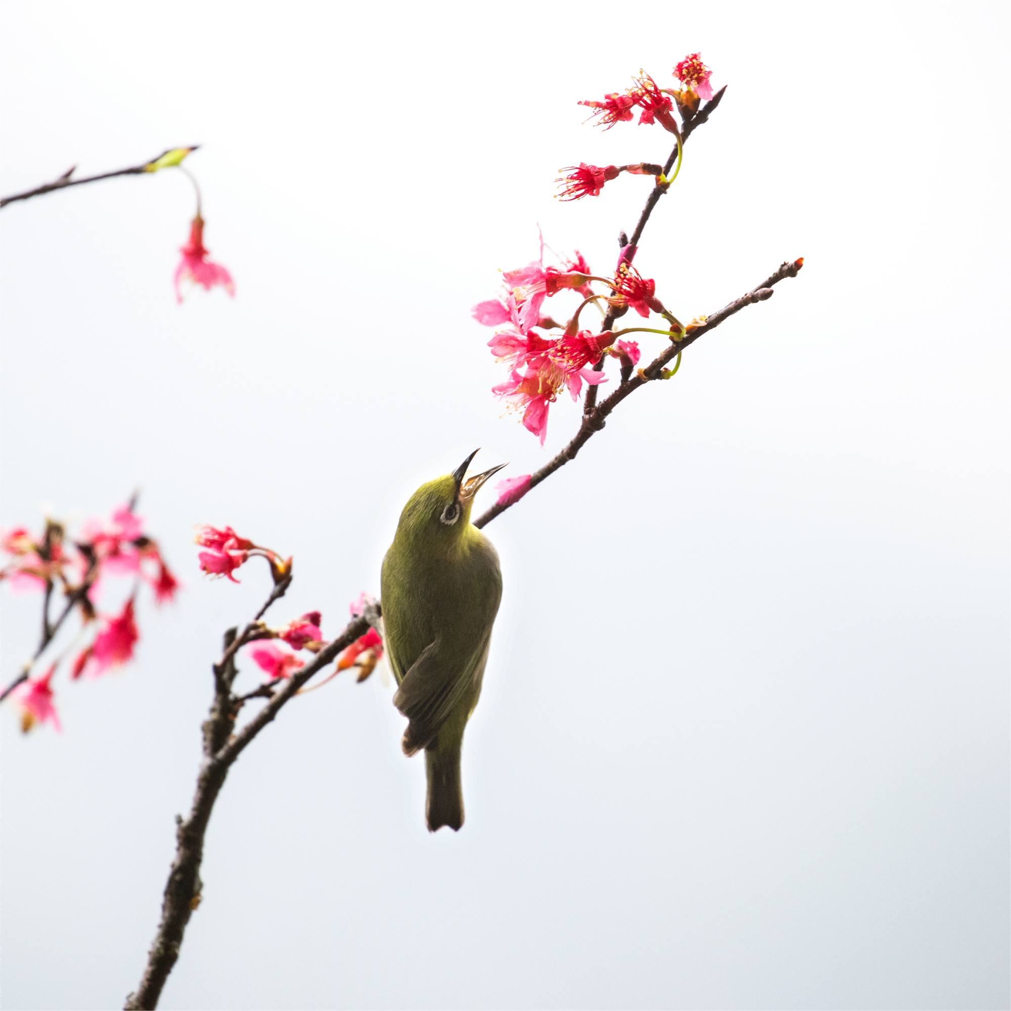 櫻花綻放，暗綠繡眼鳥欣賞風(fēng)光。鄧銀梅 攝