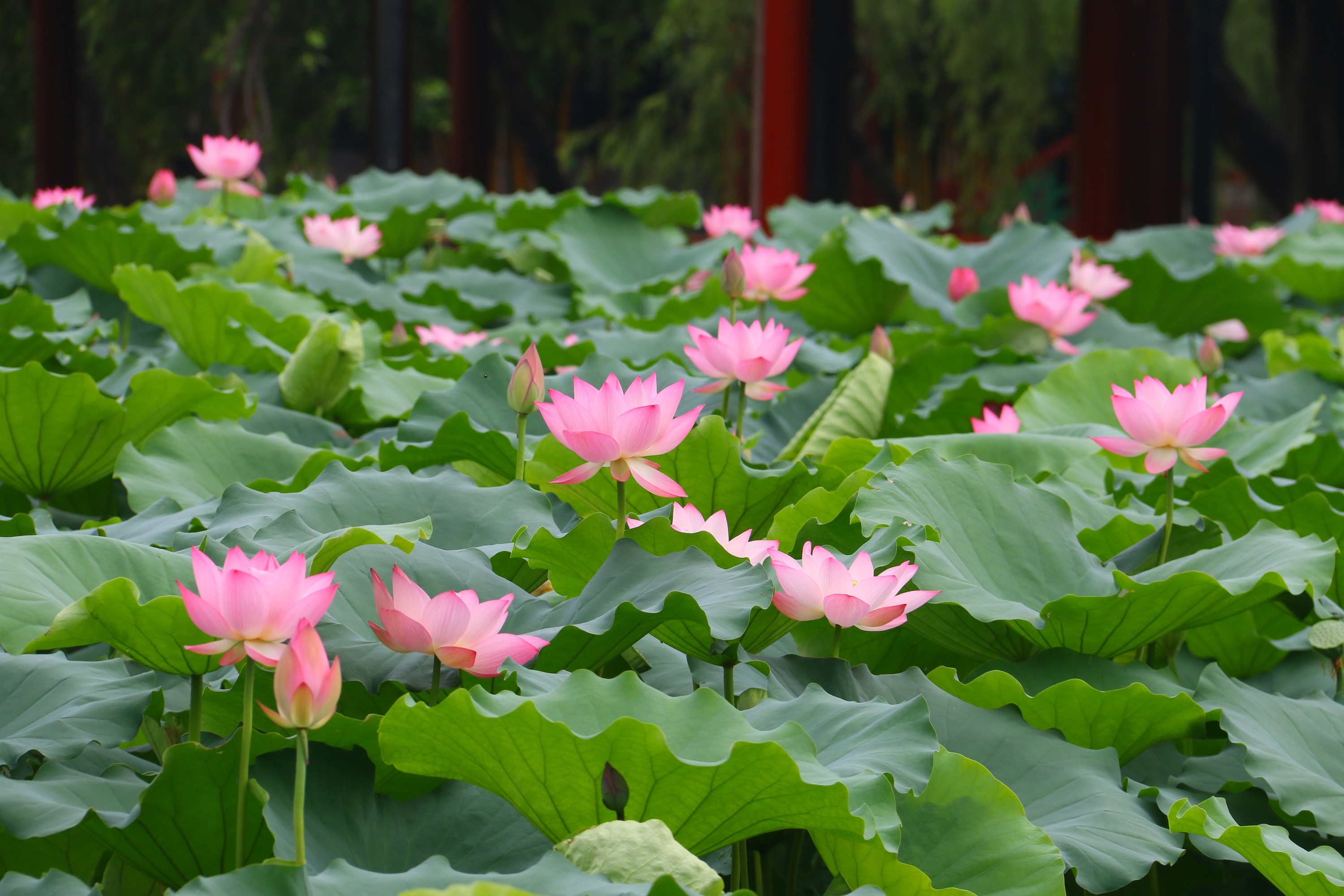 綠池碧水紅荷，千姿百態(tài)、綽約多姿。寶墨園供圖