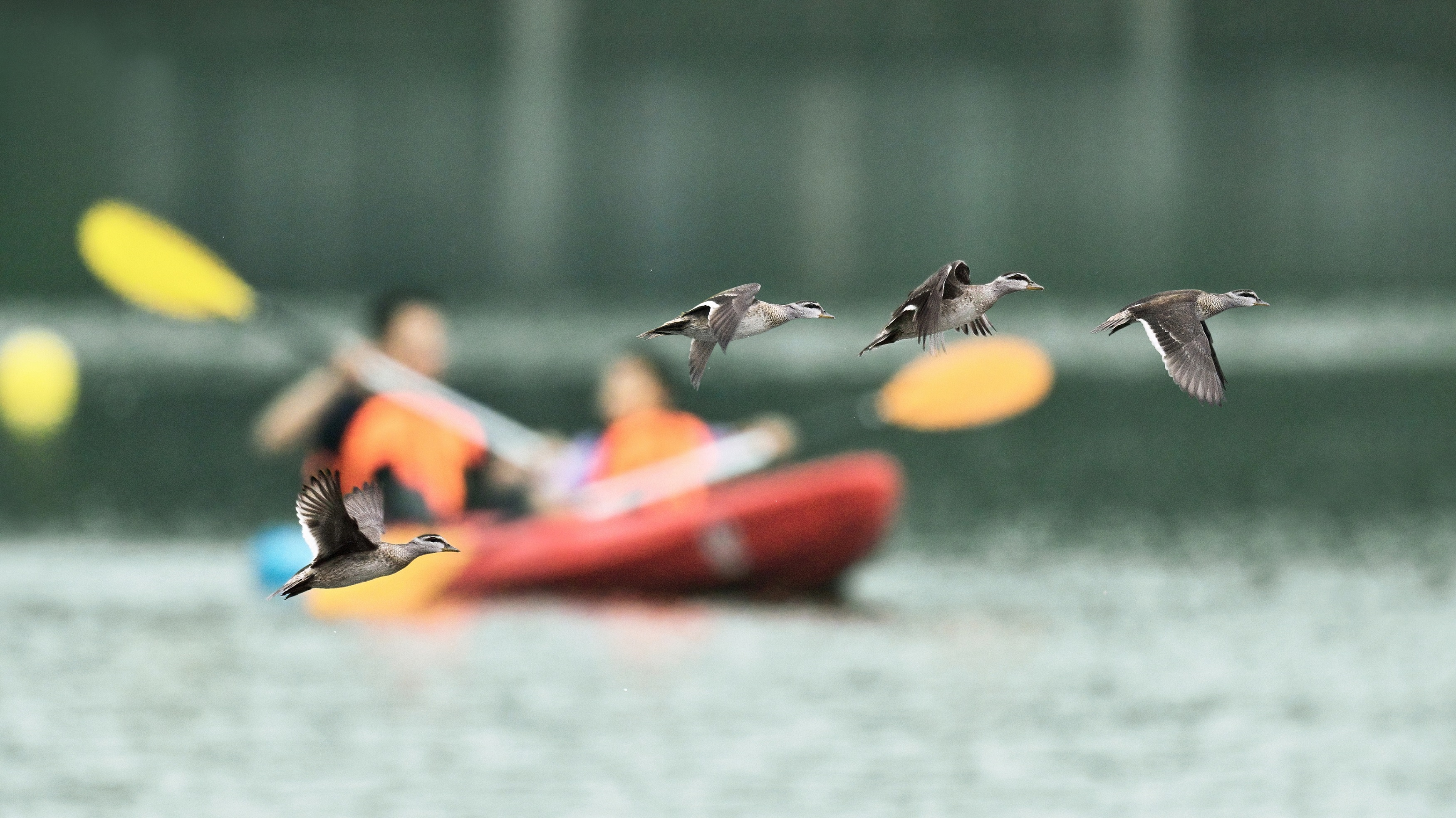 棉鳧，2021年2月5日列入國家重點保護野生動物名錄新增。黃熒熾攝