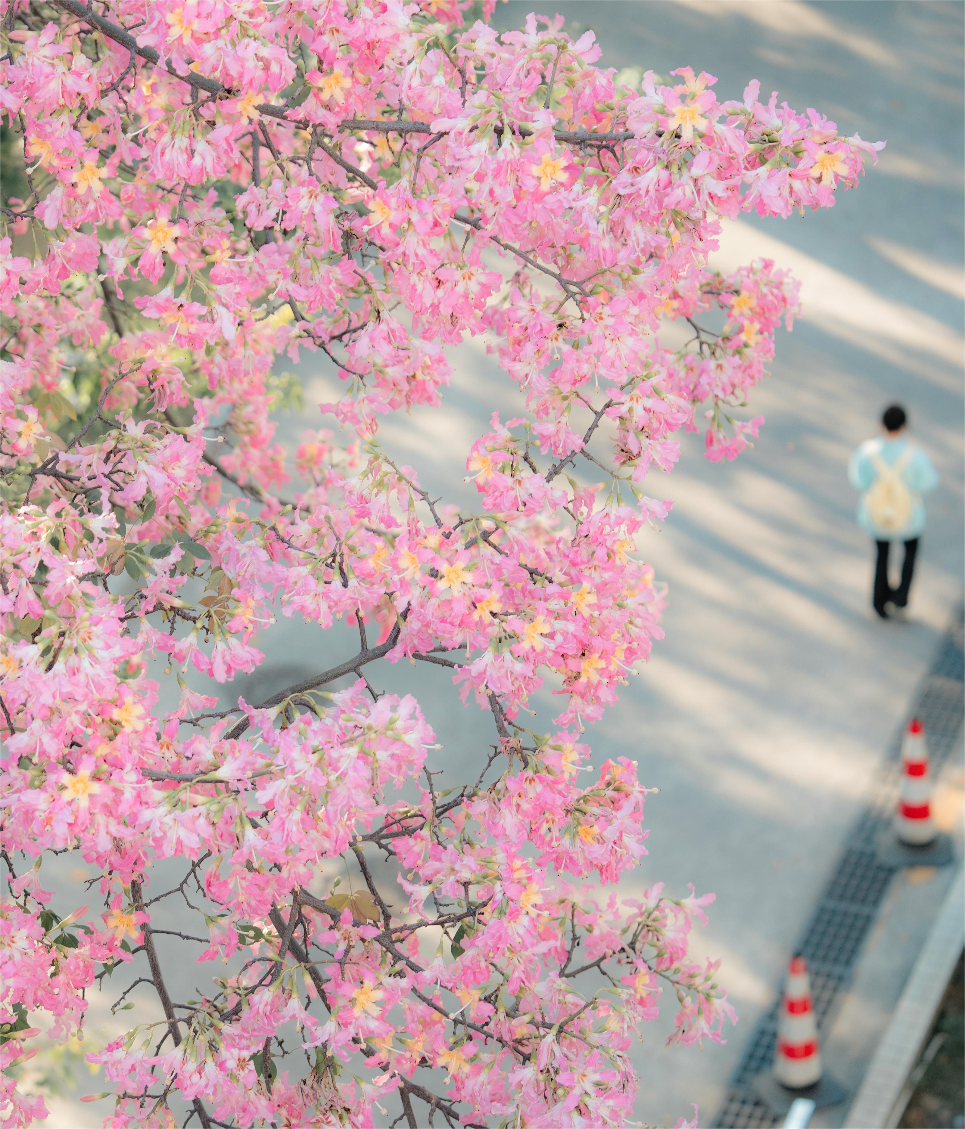 “粉色夢(mèng)境”異木棉，在華南理工大學(xué)校園內(nèi)綻放。劉淑瑩攝