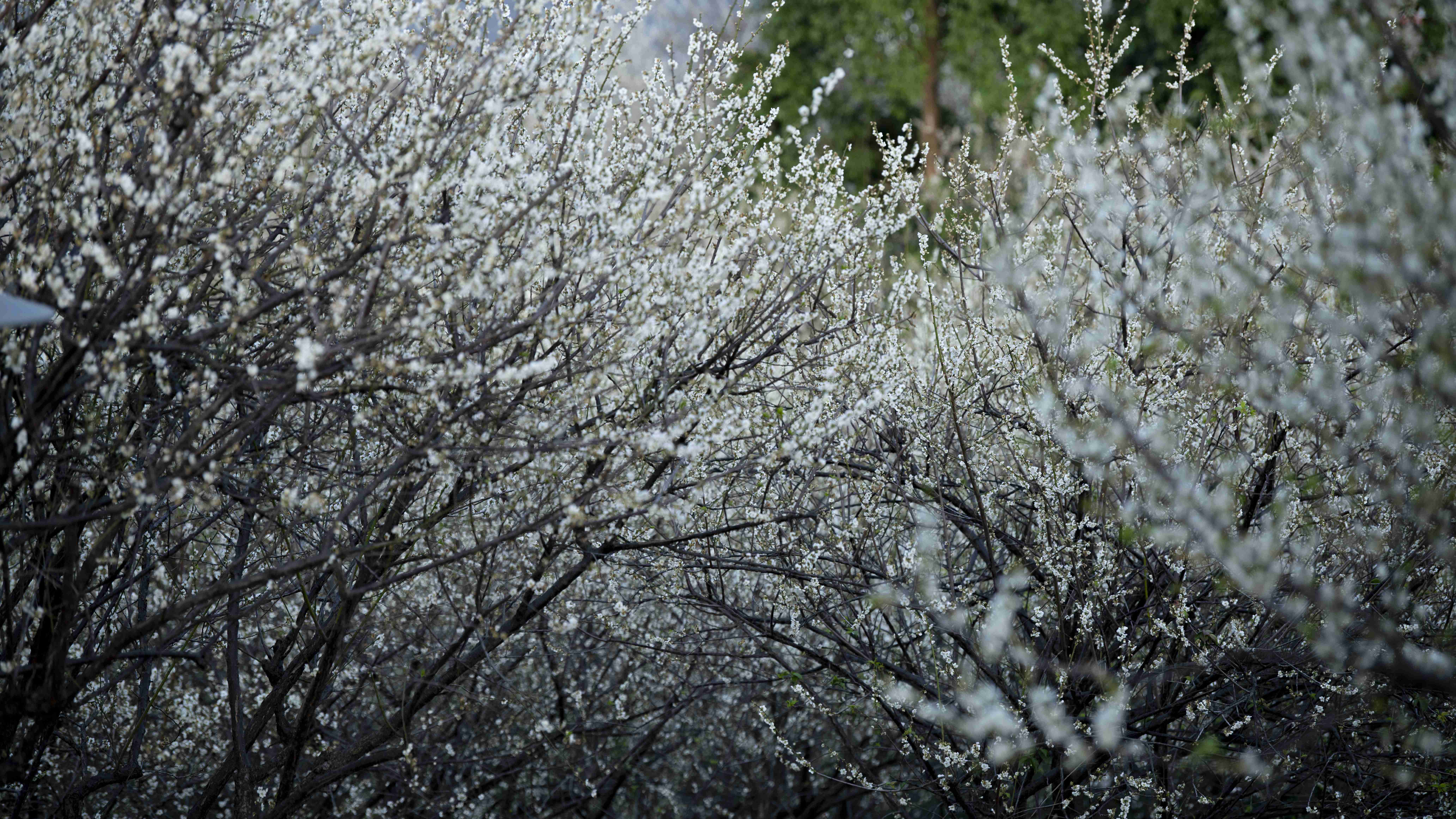 蘿崗香雪公園，白茫茫一片的梅花，宛如雪花落在樹上，銀裝素裹。丘金華攝