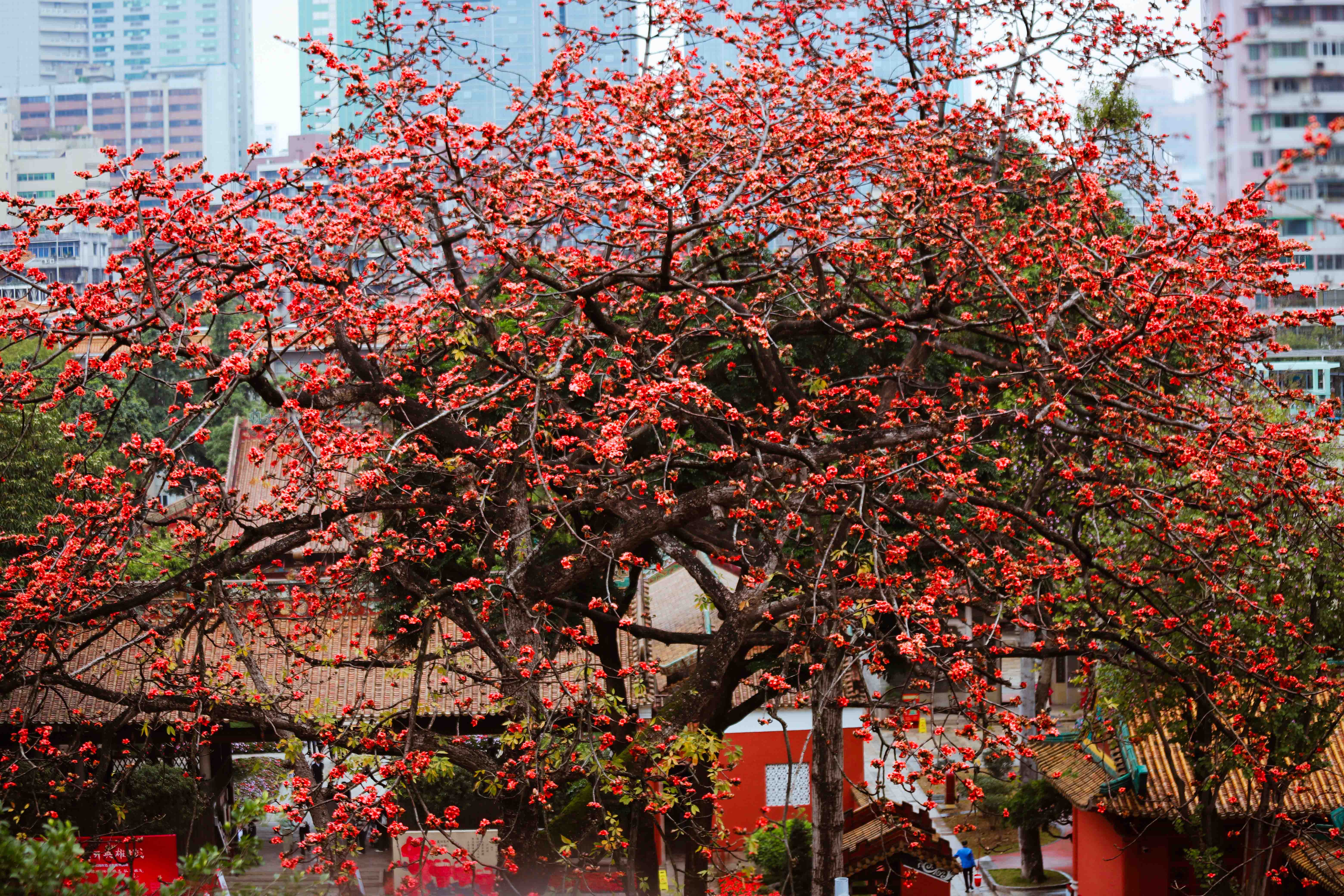 木棉花開(kāi)遍大街小巷。楊文濤攝