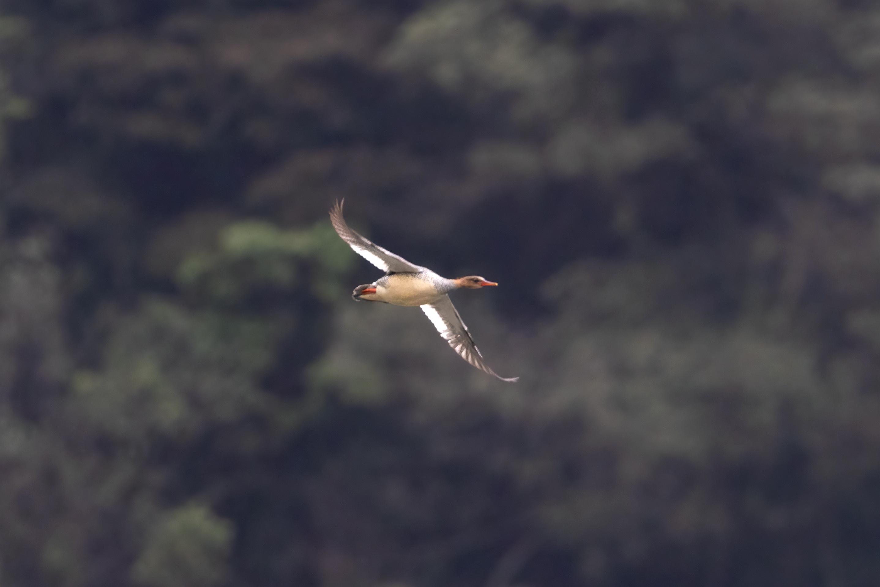 中華秋沙鴨（雌鳥）。陳什旺 攝