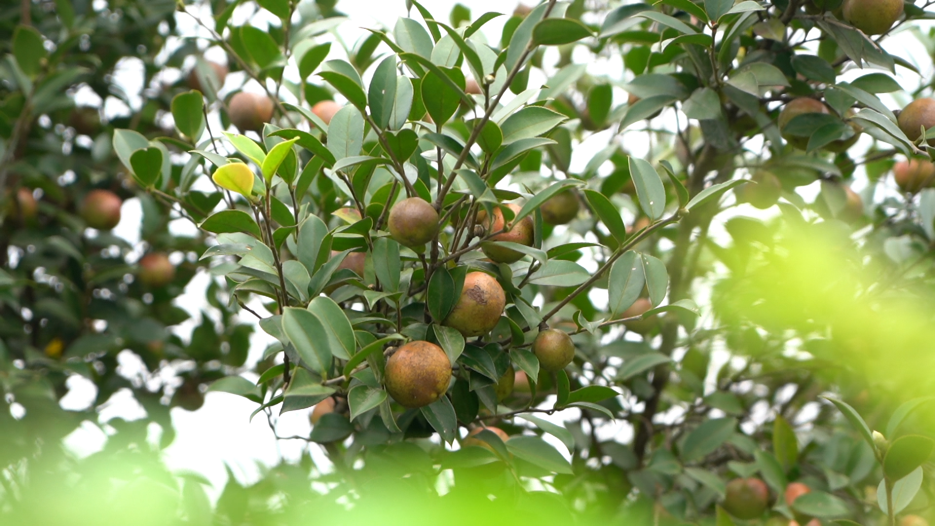 油茶樹(shù)。河源市委宣傳部供圖